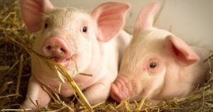 Dự báo giá heo hơi ngày 11/2: Có thể tiếp tục đi xuống ở nhiều địa phương