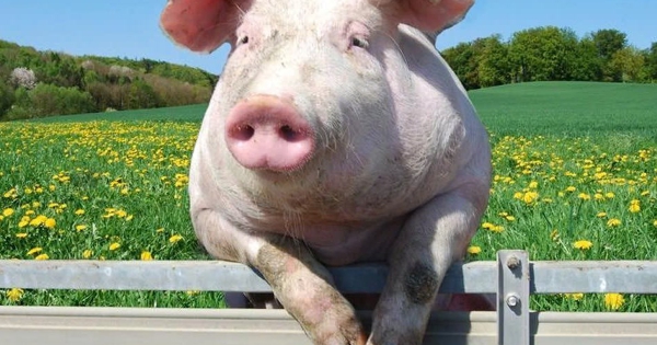 Giá heo hơi hôm nay 16/2: Giảm nhẹ tại một số địa phương