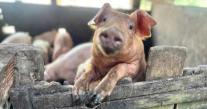 Giá heo hơi hôm nay 8/2: Liên tục kéo dài đà giảm, thị trường hiện giao dịch trong khoảng 72.000 - 76.000 đồng/kg