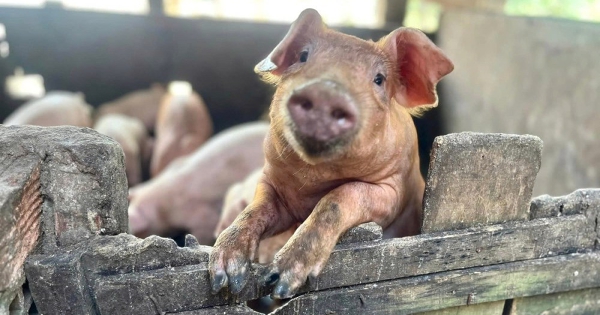 Giá heo hơi hôm nay 8/2: Liên tục kéo dài đà giảm, thị trường hiện giao dịch trong khoảng 72.000 - 76.000 đồng/kg