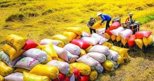 Giá lúa gạo hôm nay 26/2: Trong nước trầm lắng, xuất khẩu giảm nhẹ