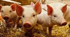 Giá heo hơi hôm nay 7/2: Miền Bắc chững giá, miền Trung và miền Nam tiếp đà giảm