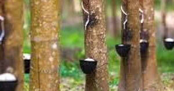 Giá cao su hôm nay 13/2: Biến động trái chiều