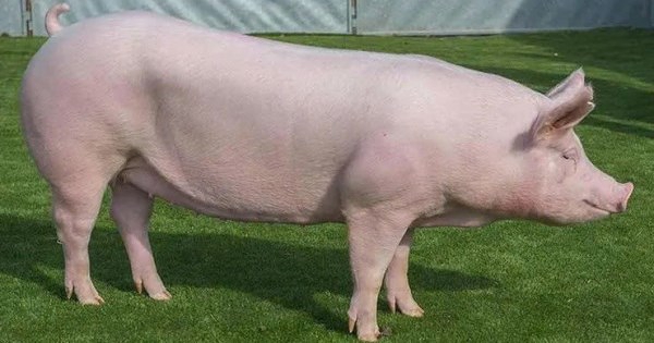 Dự báo giá heo hơi ngày 9/2: Nhiều khả năng sẽ tiếp đà giảm