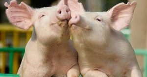 Dự báo giá heo hơi ngày 7/2: Sẽ tiếp tục điều chỉnh trong cuối tuần