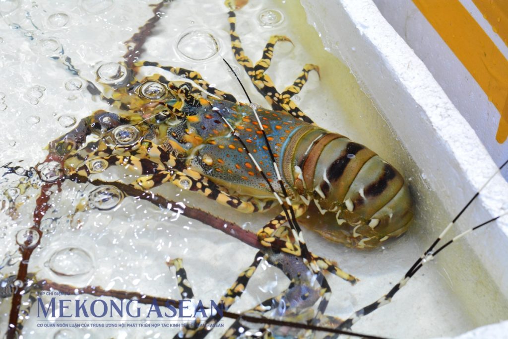 Xuất khẩu tôm hùm sang Trung Quốc giữ đà tăng trong tháng 1 2026