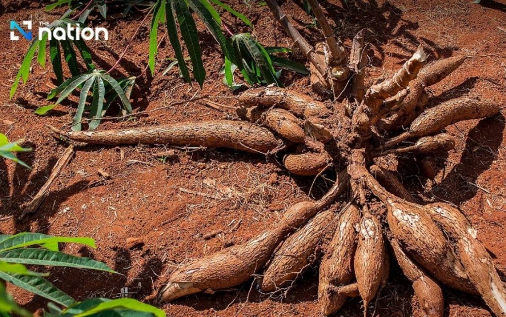 Thái Lan tăng xuất khẩu sắn sang Nhật Bản năm 2026