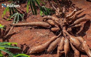 Thái Lan tăng xuất khẩu sắn sang Nhật Bản năm 2026