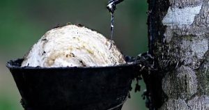 Giá cao su hôm nay 17/2: Nhật Bản giảm 3% do thị trường trầm lắng trong dịp Tết