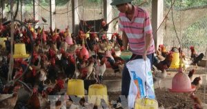 Ngành chăn nuôi tự chủ nguyên liệu, ứng phó biến động toàn cầu