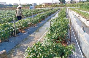 Hải Phòng kết nối hỗ trợ nông dân tiêu thụ nông sản