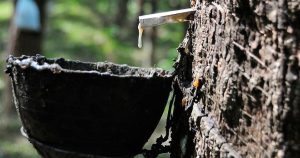 Giá cao su hôm nay 5/3: Nhật Bản đảo chiều tăng khi dầu thô và cước vận tải leo thang