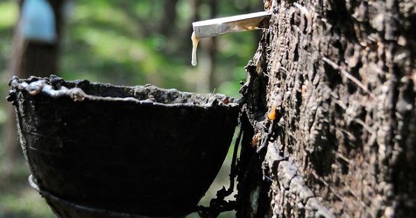 Giá cao su hôm nay 5/3: Nhật Bản đảo chiều tăng khi dầu thô và cước vận tải leo thang