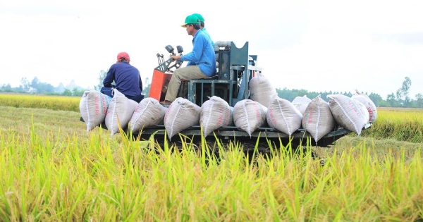 Giá lúa gạo hôm nay 10/3: Trong nước tiếp đà tăng, thế giới đạt đỉnh 7 tháng