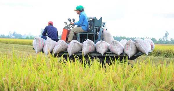 Giá lúa gạo hôm nay 12/3: Giao dịch trầm lắng, giá gạo đi ngang ngày thứ hai liên tiếp