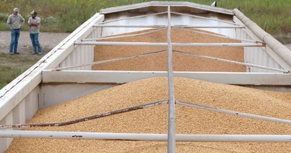 Giá dầu đậu tương gần chạm đỉnh 3 năm vì nhu cầu phối trộn nhiên liệu sinh học