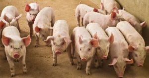 Dự báo giá heo hơi ngày 30/3: Thị trường sẽ tiếp tục biến động trong tuần tới