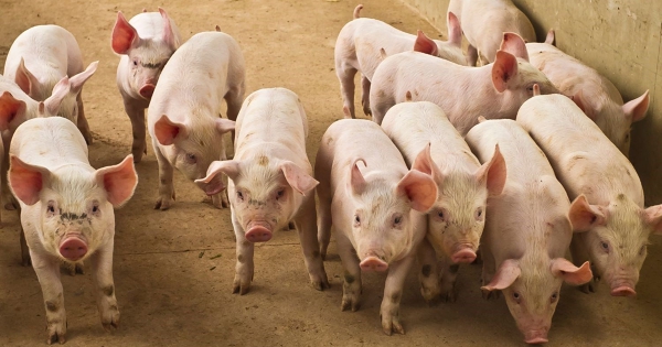 Dự báo giá heo hơi ngày 30/3: Thị trường sẽ tiếp tục biến động trong tuần tới