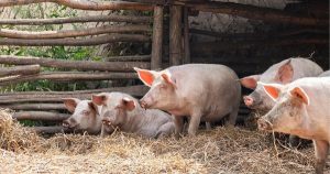 Dự báo giá heo hơi ngày 25/3