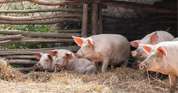 Dự báo giá heo hơi ngày 25/3