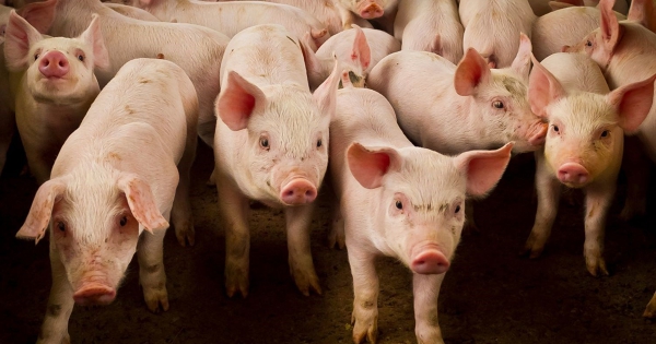 Dự báo giá heo hơi ngày 18/3: Có thể tiếp đà tăng缩略图 Dự báo giá heo hơi ngày 18/3: Có thể tiếp đà tăng