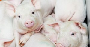 Dự báo giá heo hơi ngày 20/3: Thị trường sẽ tiếp tục đi lên