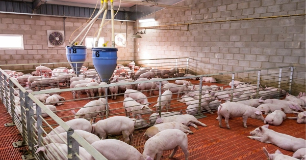 Dự báo giá heo hơi ngày 19/3: Có thể tiếp tục đi lên