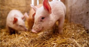 Giá heo hơi hôm nay 29/3: Thị trường liên tục biến động trong tuần qua, giao dịch trong khoảng 62.000 - 69.000 đồng/kg