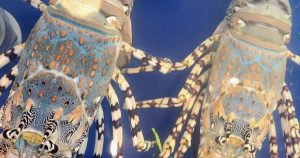 Xuất khẩu sầu riêng, tôm hùm sang Trung Quốc tăng vọt