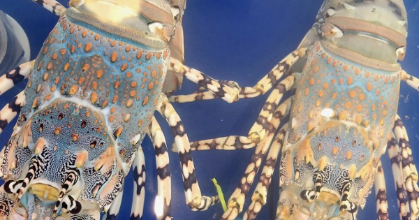 Xuất khẩu sầu riêng, tôm hùm sang Trung Quốc tăng vọt