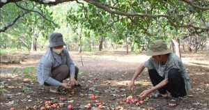 Giá điều tăng cao, nông dân vẫn kém vui vì mất mùa