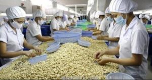 Ngành điều Việt Nam trước thách thức nguồn nguyên liệu