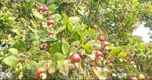 'Thủ phủ điều' đứng trước nguy cơ 'được giá, mất mùa'