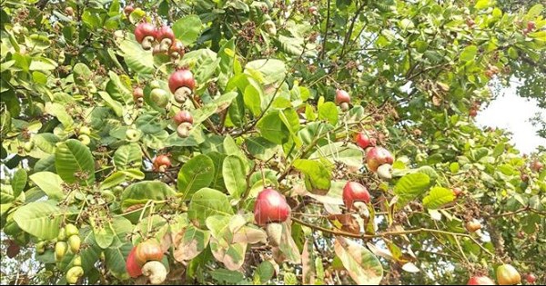 'Thủ phủ điều' đứng trước nguy cơ 'được giá, mất mùa'