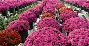 Người Nhật chi hơn 6.000 tỷ đồng mua rau quả Việt