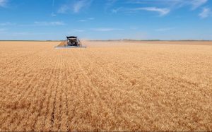 FAO Chỉ số giá lương thực toàn cầu chấm dứt chuỗi giảm 5 tháng