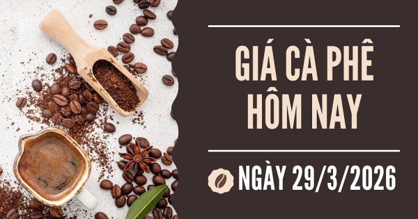 Giá cà phê hôm nay 29/3: Giao dịch trầm lắng, giá cà phê giảm 1.500 – 1.700 đồng/kg trong tuần qua