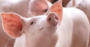 Dự báo giá heo hơi ngày 24/3: Thị trường biến động khó lường, giá heo sẽ tiếp tục được điều chỉnh