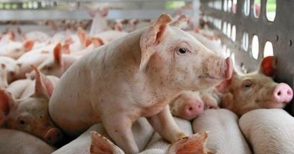Dự báo giá heo hơi ngày 7/3: Sẽ tiếp tục điều chỉnh