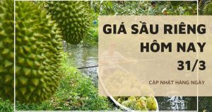 Giá sầu riêng hôm nay 31/3: Tiếp tục ổn định, phát triển vùng trồng sầu riêng theo hướng ứng dụng công nghệ cao