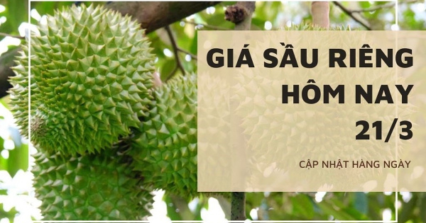 Giá sầu riêng hôm nay 21/3: Tiếp tục ổn định, Gia Lai chú trọng đầu tư vùng nguyên liệu bền vững phục vụ nông sản chủ lực
