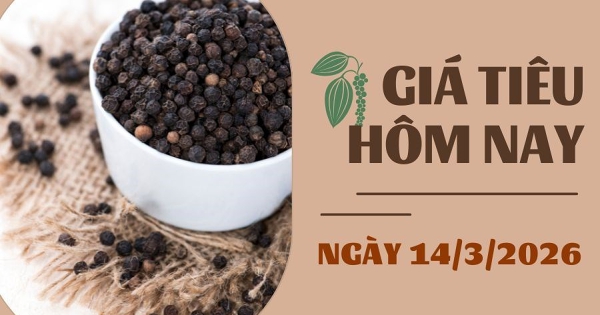 Giá tiêu hôm nay 14/3: Bật tăng mạnh trở lại, cao nhất 146.500 đồng/kg