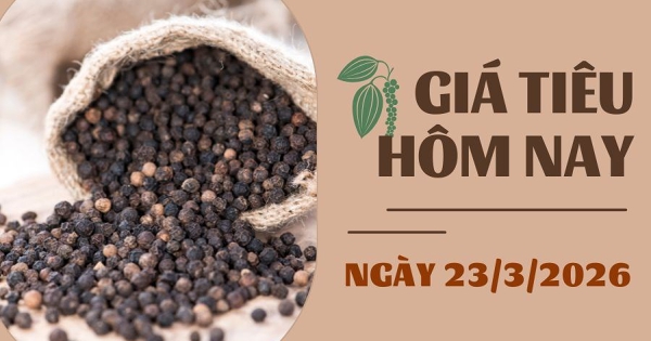 Giá tiêu hôm nay 22/3: Giảm đến 8.500 đồng/kg trong tuần qua do áp lực nguồn cung vụ mới