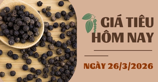 Giá tiêu hôm nay 26/3: Tiêu Malaysia tăng mạnh, trong khi Việt Nam vẫn giữ ổn định