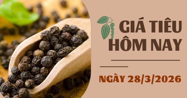 Giá tiêu hôm nay 28/3: Đồng loạt tăng, giá tiêu trong nước trở lại mốc trên 140.000 đồng/kg