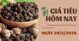 Giá tiêu hôm nay 29/3: Trong nước và thế giới cùng tăng trong tuần qua