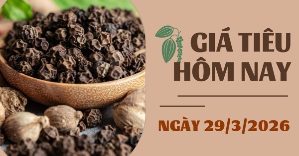 Giá tiêu hôm nay 29/3: Trong nước và thế giới cùng tăng trong tuần qua