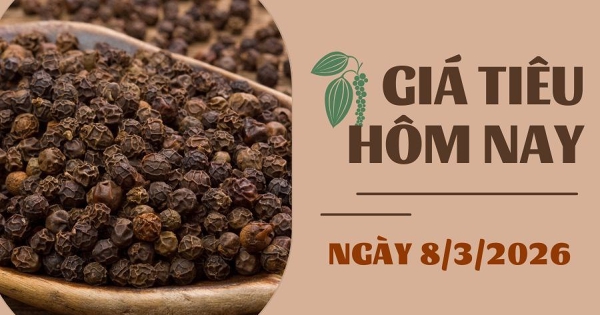 Giá tiêu hôm nay 8/3: Tăng trở lại vào cuối tuần, nhưng vẫn giảm so với tuần trước