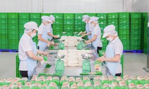 Safoco lên kế hoạch kinh doanh 2026 đi ngang duy trì cổ tức 30