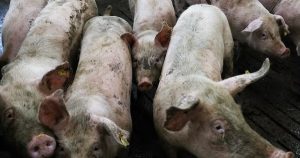 Trung Quốc tiếp tục kêu gọi giảm sản lượng heo